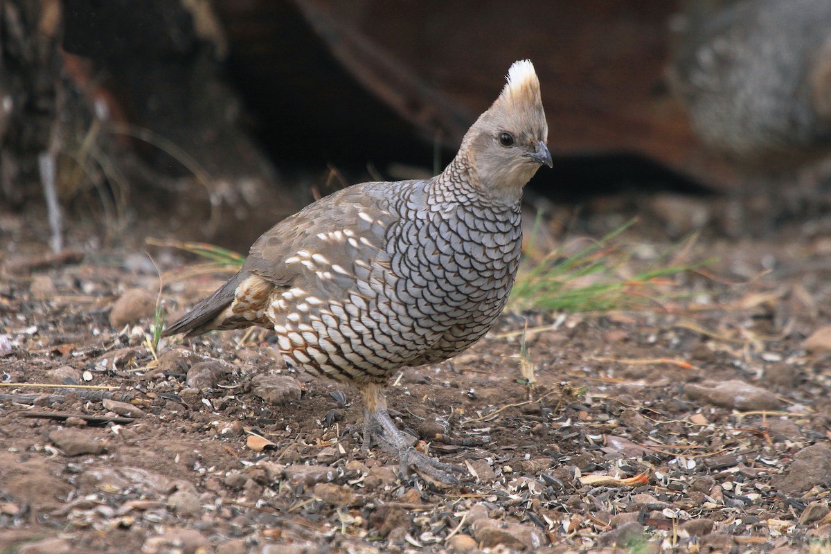 Scaled Quail - Tom Moxley