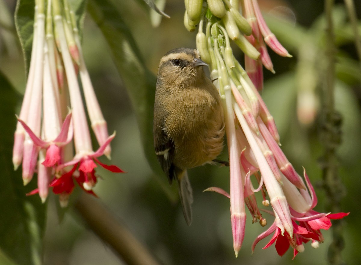 Cinereous Conebill (Ochraceous) - Dušan Brinkhuizen