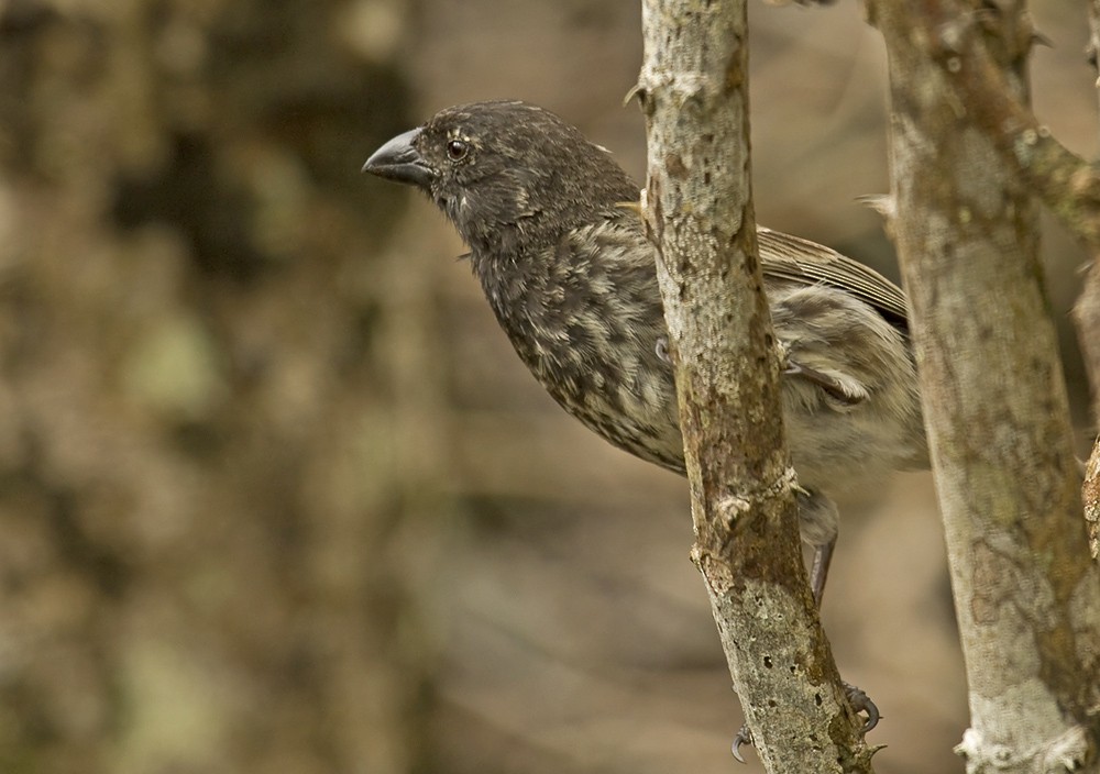 ML204896531 - Medium Tree-Finch - Macaulay Library