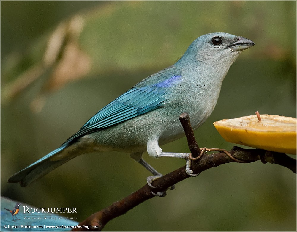 Azure-shouldered Tanager - Dušan Brinkhuizen