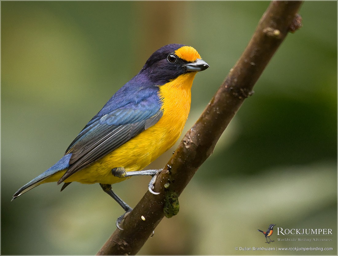 Violaceous Euphonia - ML204896841