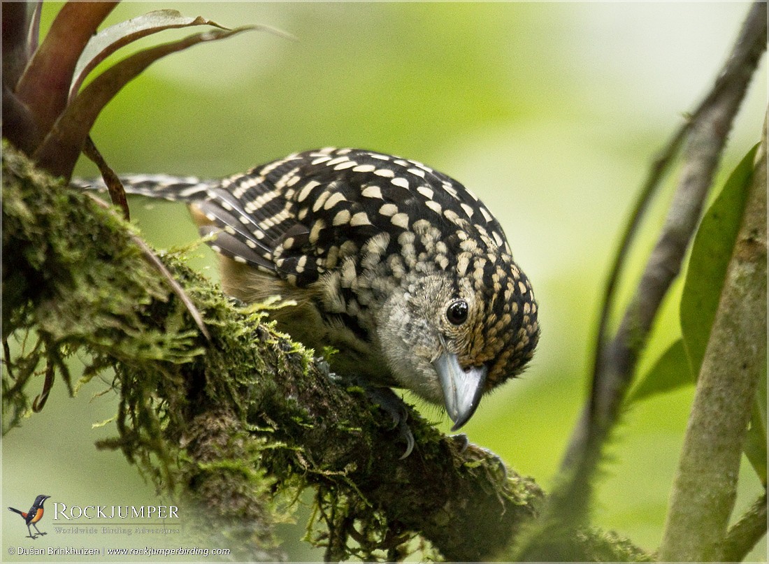 Spot-backed Antshrike - Dušan Brinkhuizen