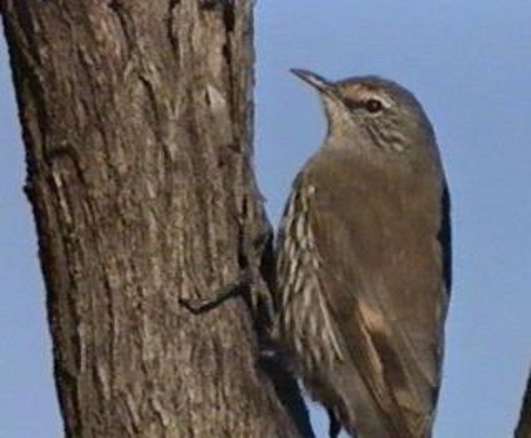 White-browed Treecreeper - ML204897191