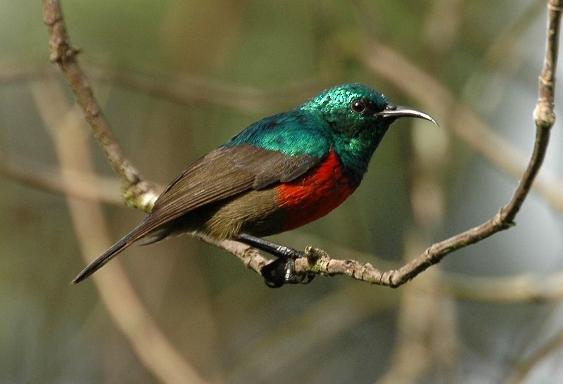 Northern Double-collared Sunbird - Tom Tarrant