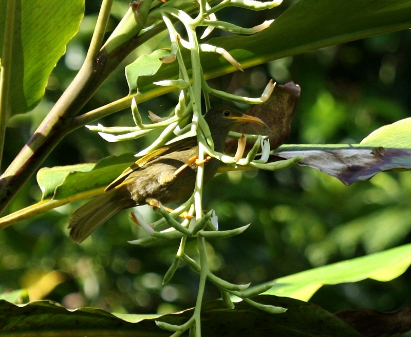 Chattering Giant-Honeyeater - ML204897331