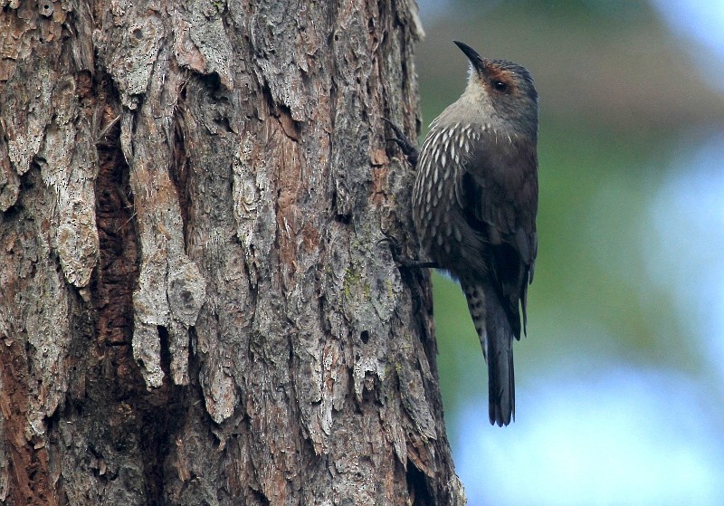 Red-browed Treecreeper - ML204897621