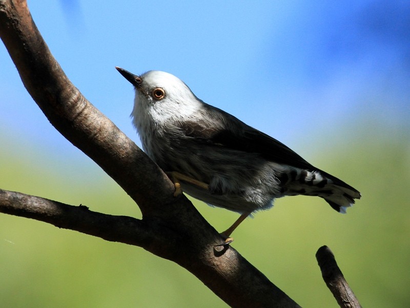Varied Sittella (White-headed) - ML204897631