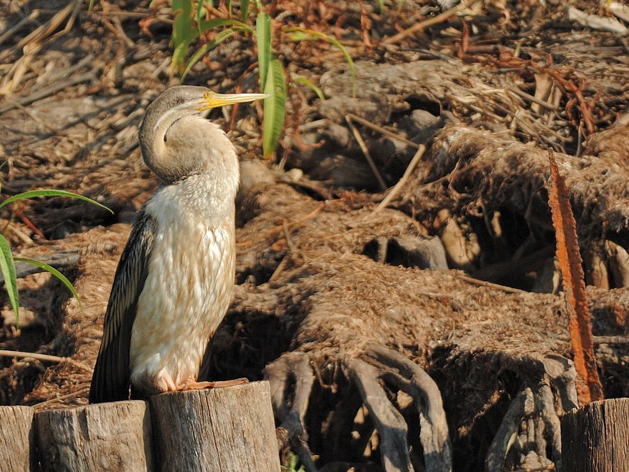 Australasian Darter - ML204897651