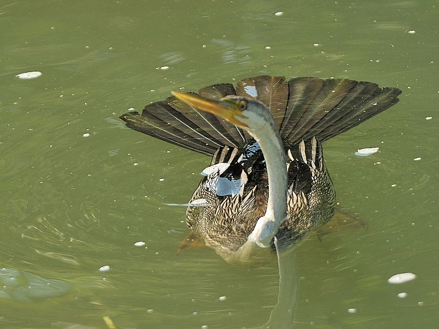 Australasian Darter - Georges Olioso