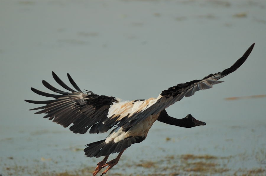 Magpie Goose - ML204897681