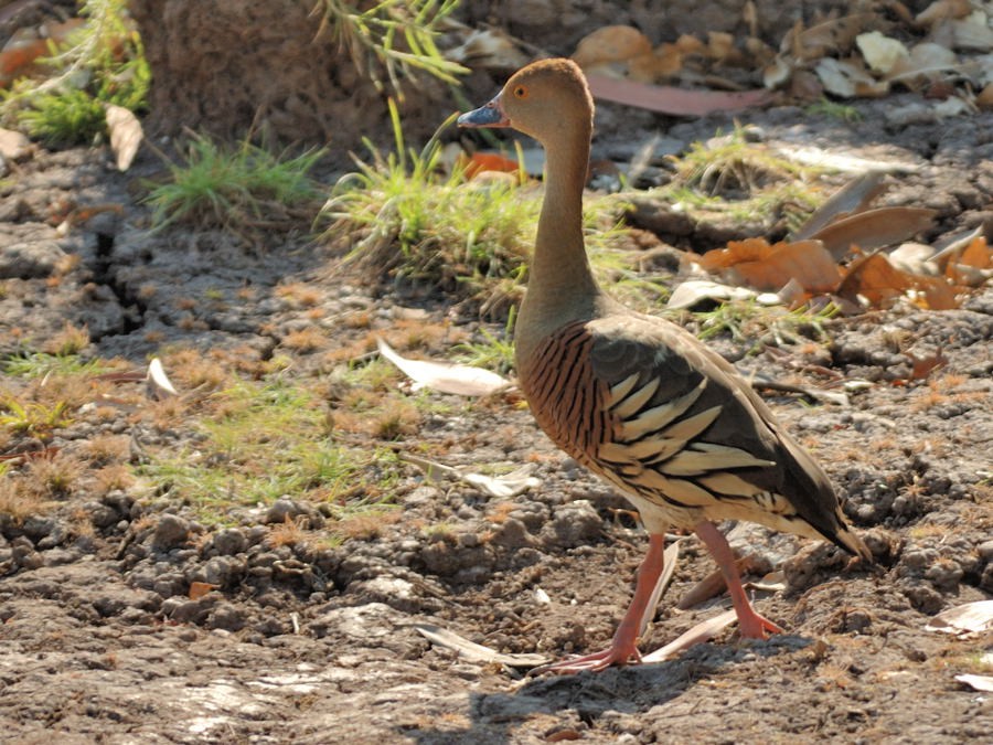 Plumed Whistling-Duck - ML204897701