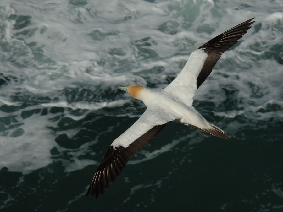 Australasian Gannet - Georges Olioso