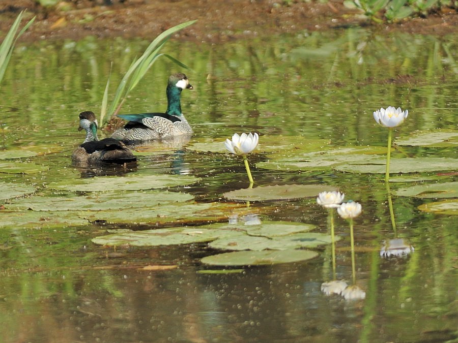 Green Pygmy-Goose - ML204897751