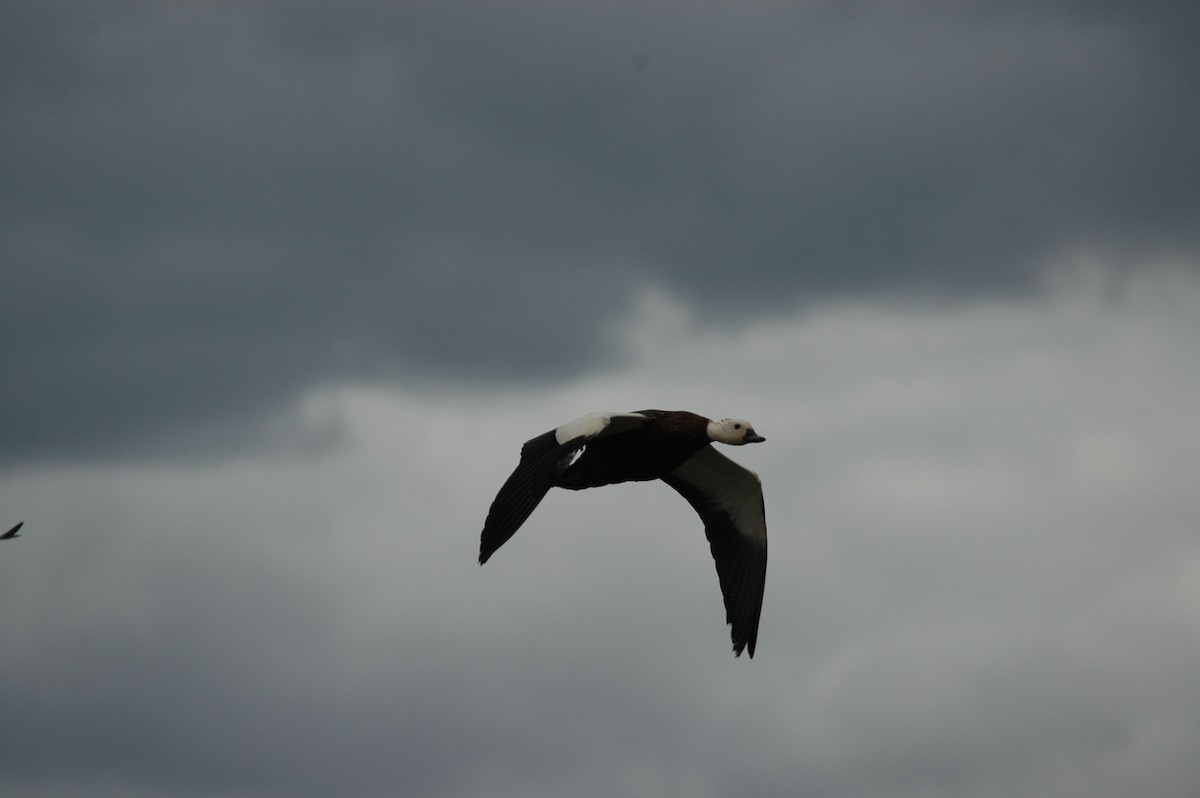 Paradise Shelduck - ML204897801