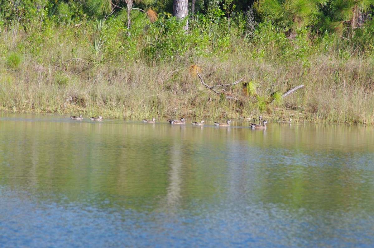 American Wigeon - ML20489821