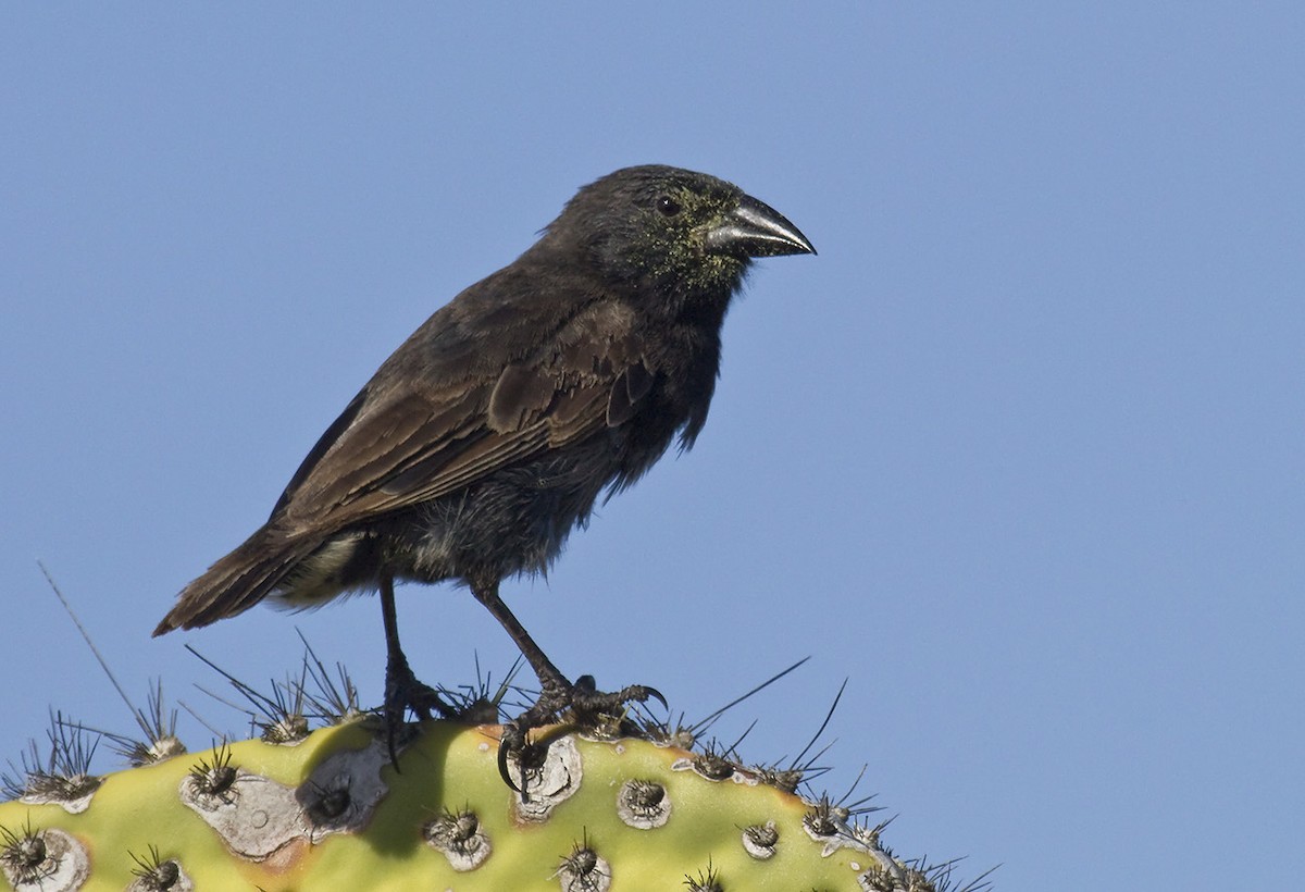 Common Cactus-Finch - ML204898251