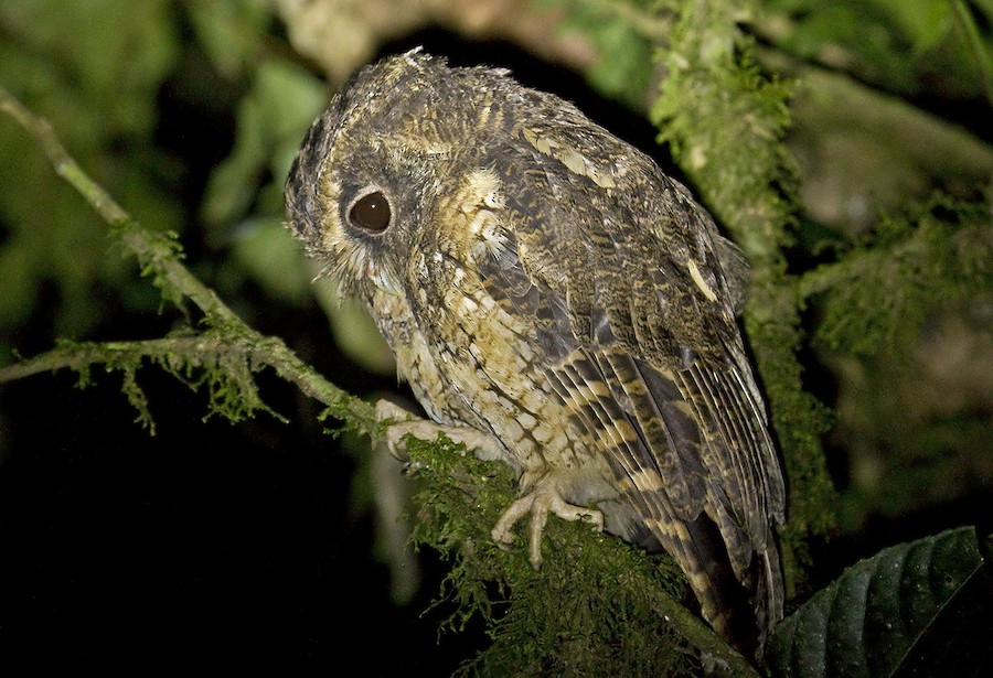 Rufescent Screech-Owl (Rufescent) - eBird