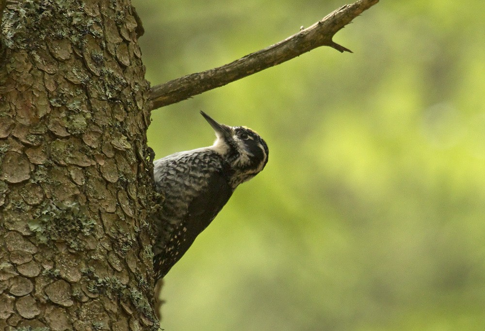 Eurasian Three-toed Woodpecker (Eurasian) - ML204898431