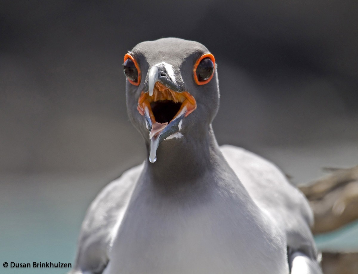 Swallow-tailed Gull - ML204898521