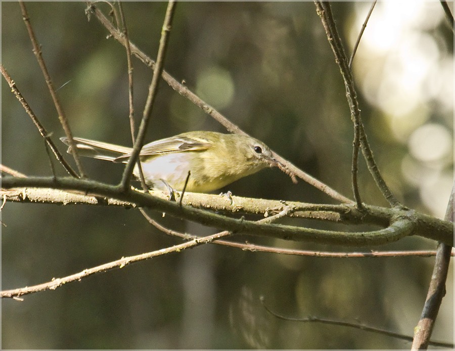 Oustalet's Tyrannulet - ML204898611