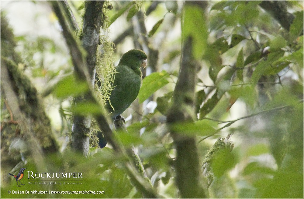 Blue-bellied Parrot - ML204898621