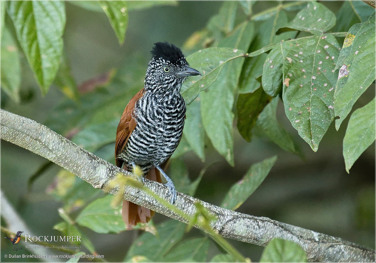 Chestnut-backed Antshrike - Dušan Brinkhuizen