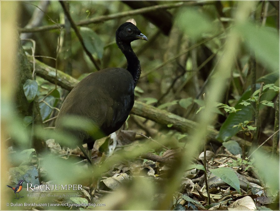 Dark-winged Trumpeter (Dusky-backed) - Dušan Brinkhuizen