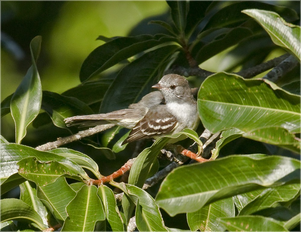 Southern Scrub-Flycatcher - ML204898751