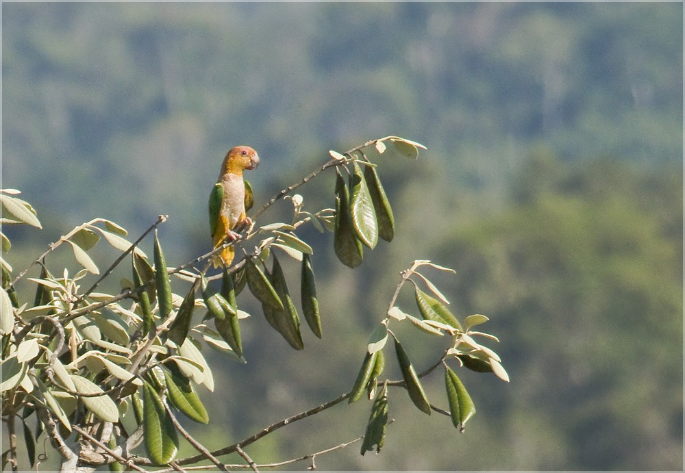 White-bellied Parrot (Green-thighed) - Dušan Brinkhuizen