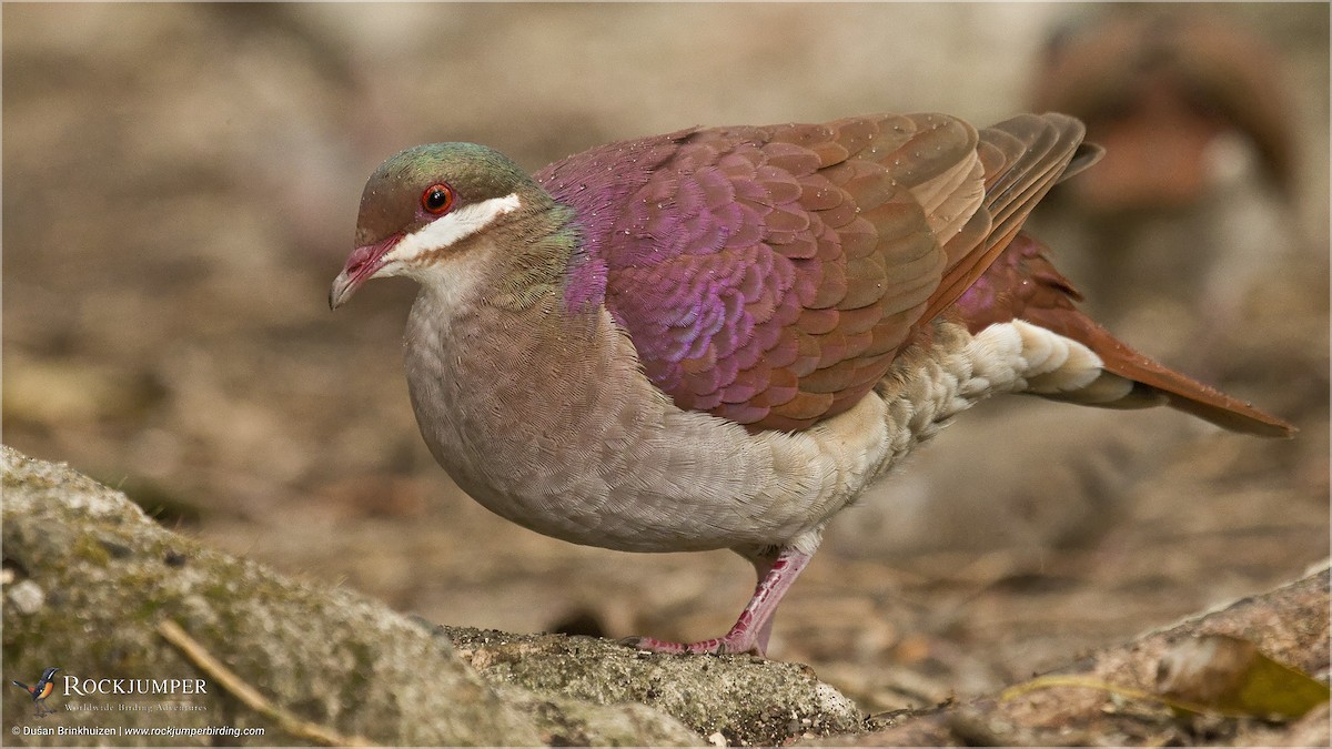 Key West Quail-Dove - ML204898821