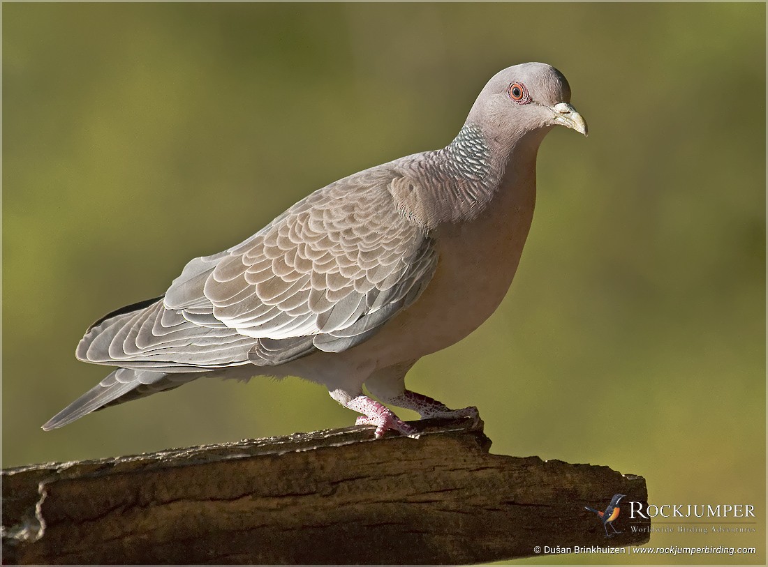 Picazuro Pigeon - ML204898901