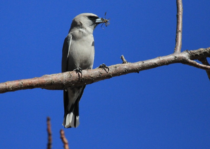 Black-faced Woodswallow (White-vented) - ML204899101