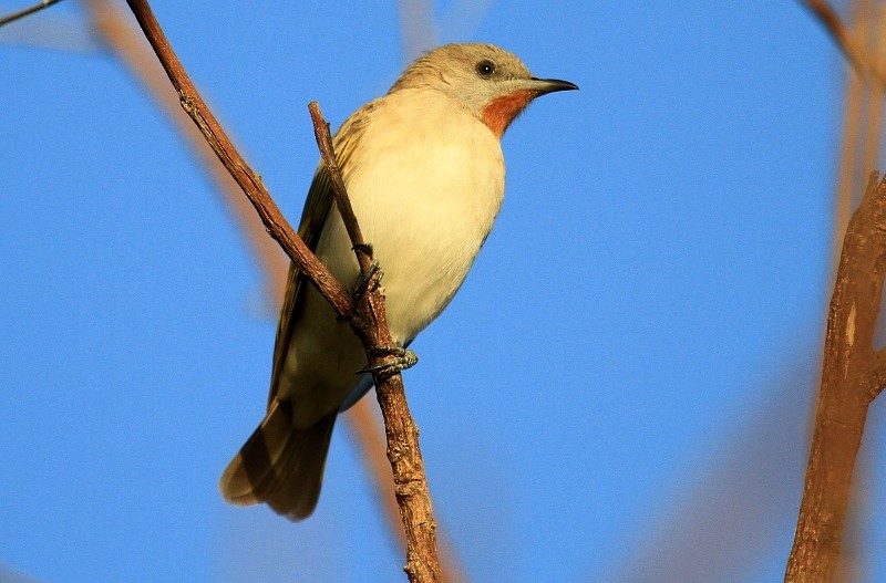 Rufous-throated Honeyeater - ML204899131