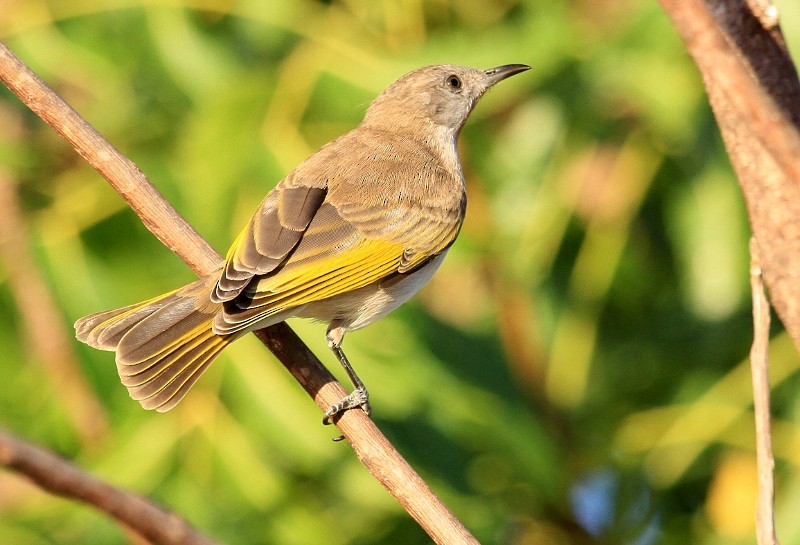 Rufous-throated Honeyeater - ML204899141