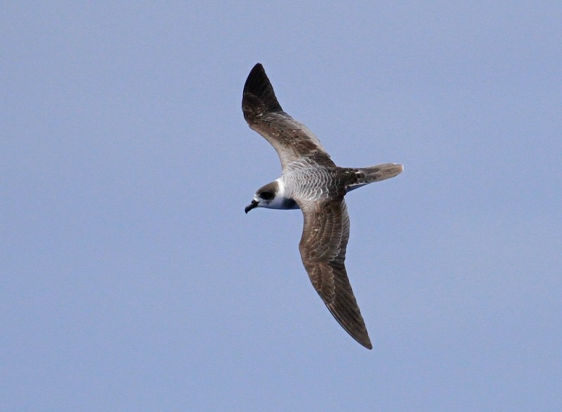 White-necked Petrel - Tom Tarrant