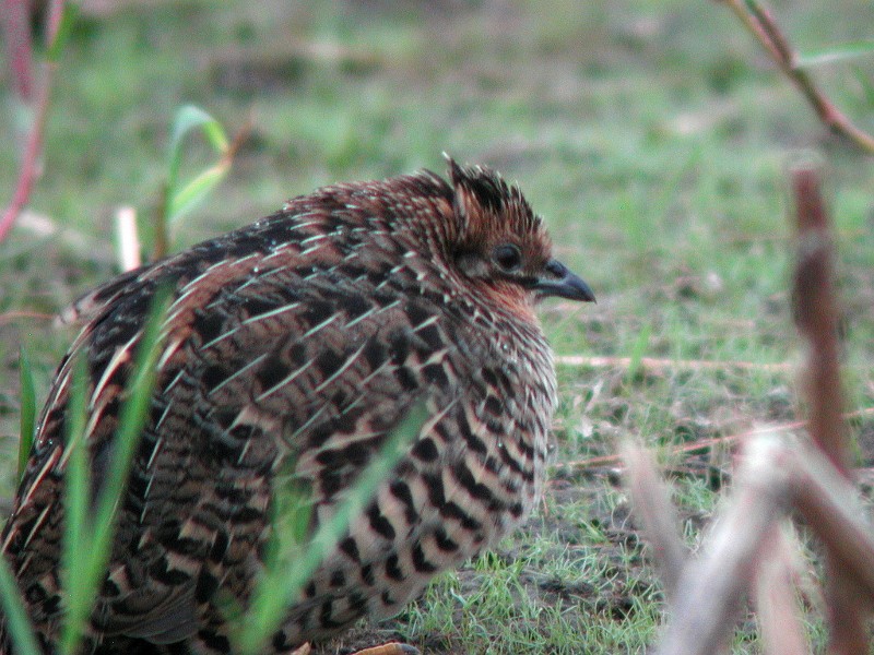 Blue-breasted Quail - Tom Tarrant