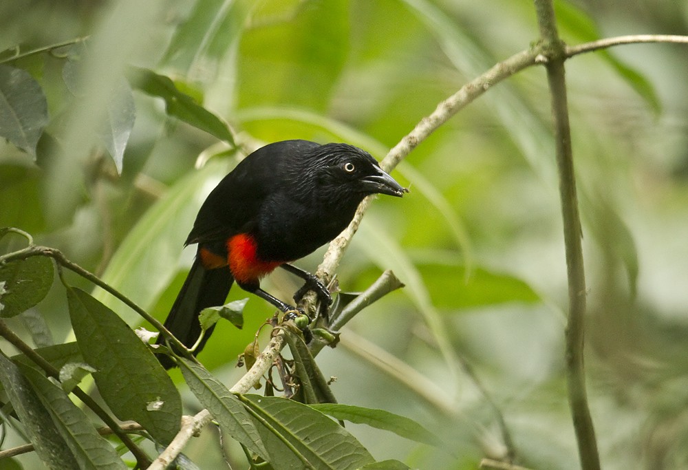 Red-bellied Grackle - ML204900461