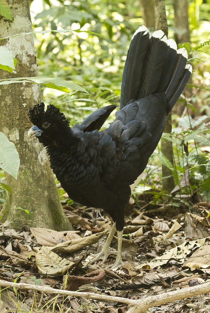 Blue-billed Curassow - Dušan Brinkhuizen