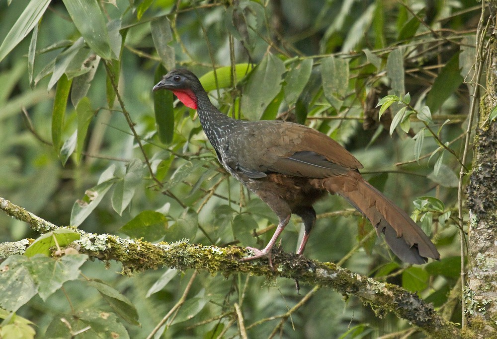 Cauca Guan - ML204900621