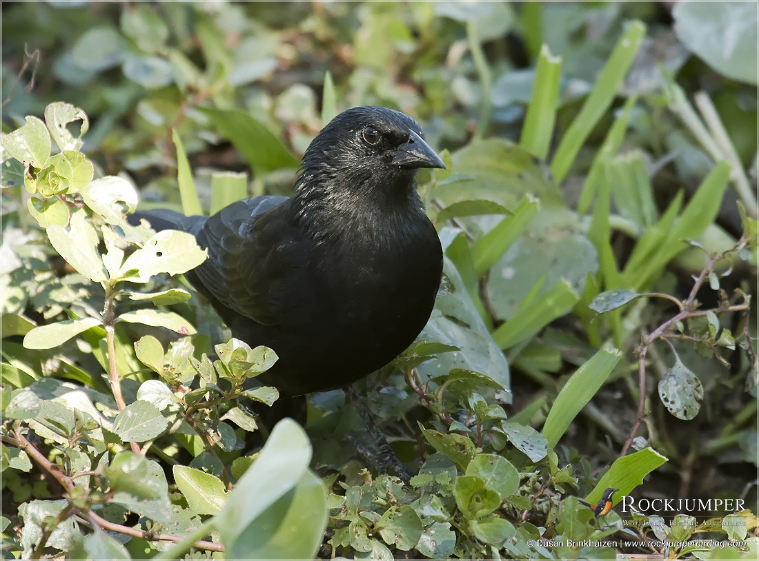 Chopi Blackbird - ML204900651