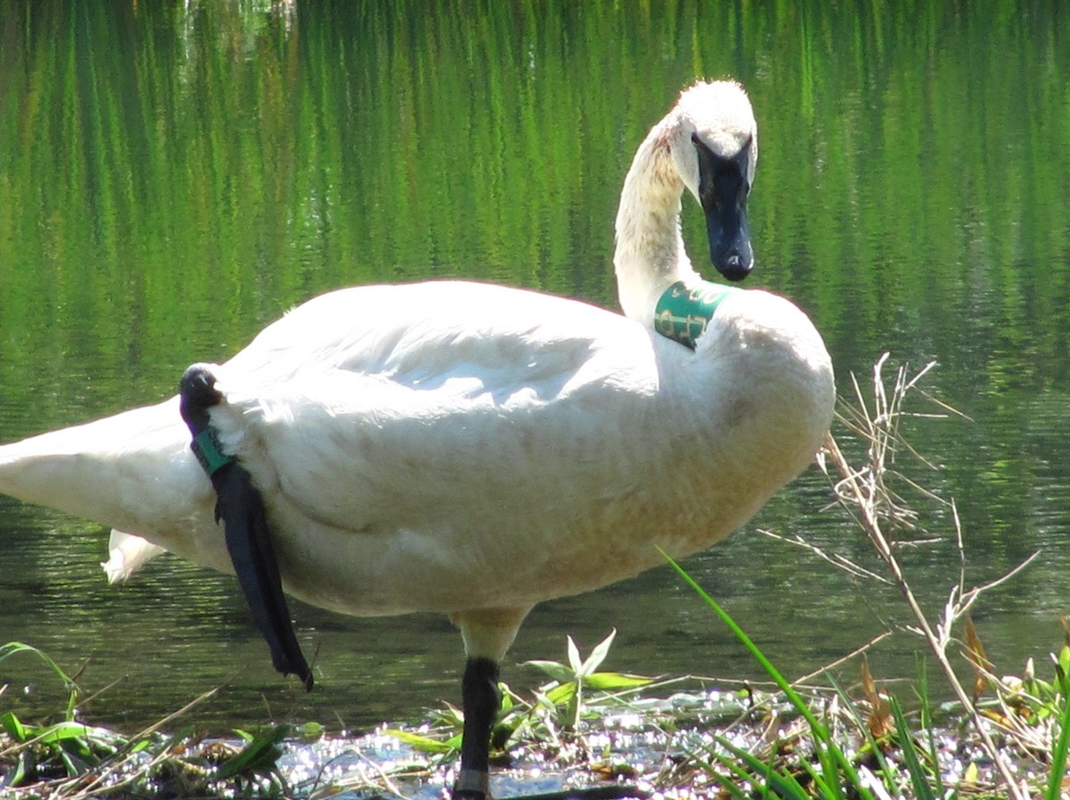 Trumpeter Swan - ML20490071