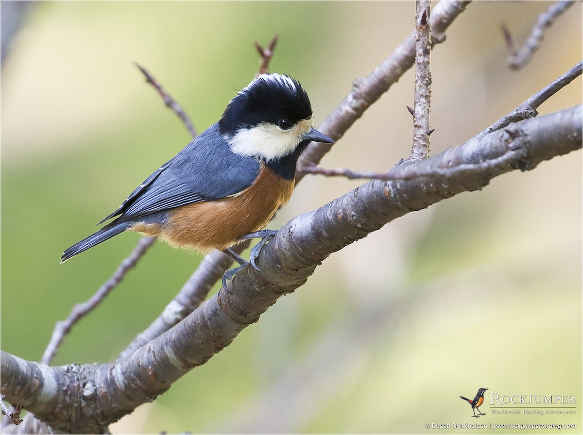 Chestnut-bellied Tit - Dušan Brinkhuizen