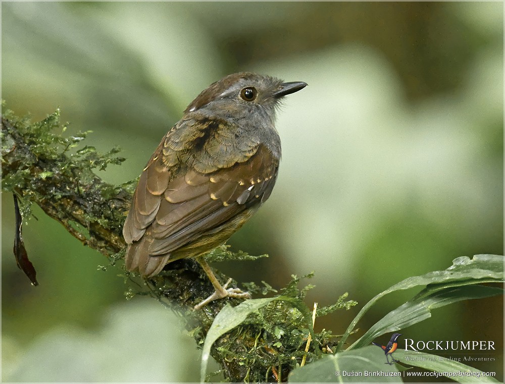 Ash-throated Gnateater - Dušan Brinkhuizen