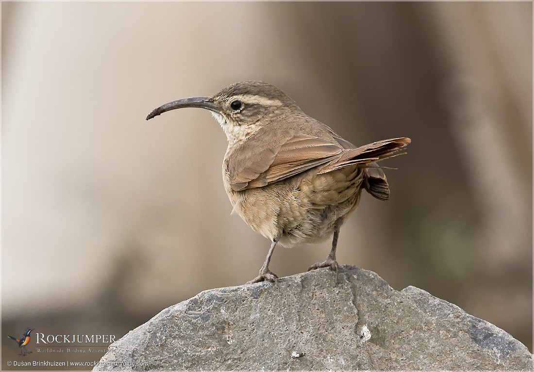White-throated Earthcreeper - ML204900821