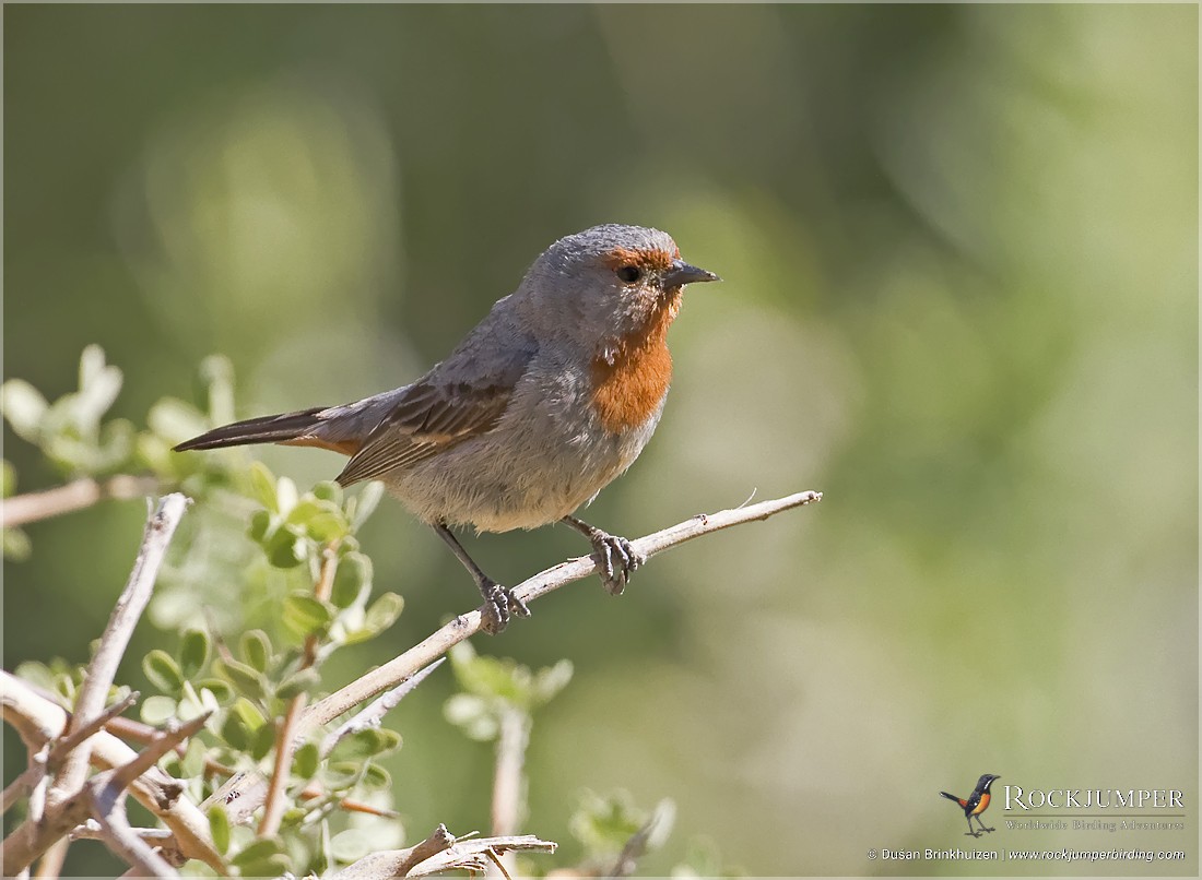 Tamarugo Conebill - Dušan Brinkhuizen