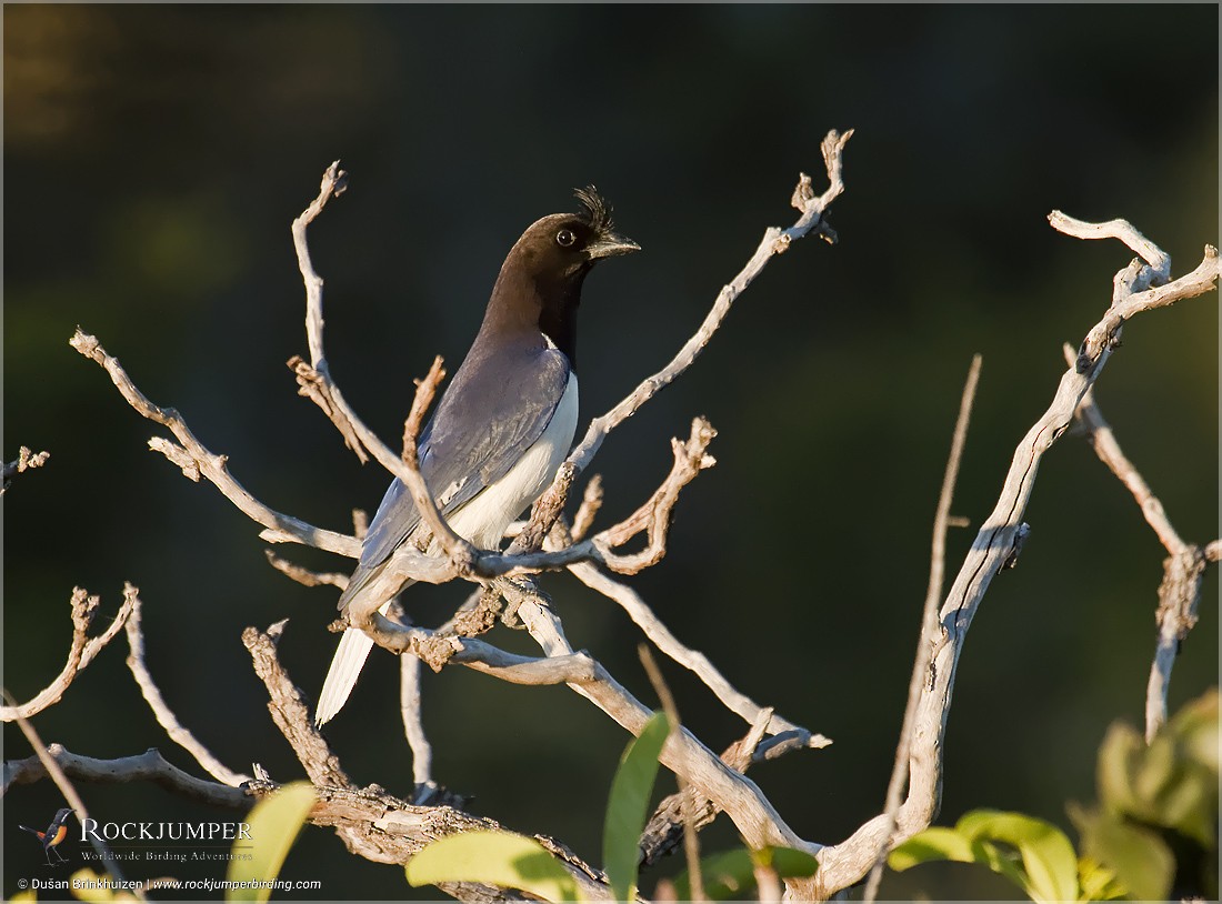 Curl-crested Jay - Dušan Brinkhuizen