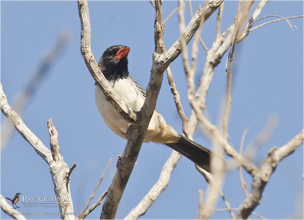 Black-throated Saltator - ML204900941