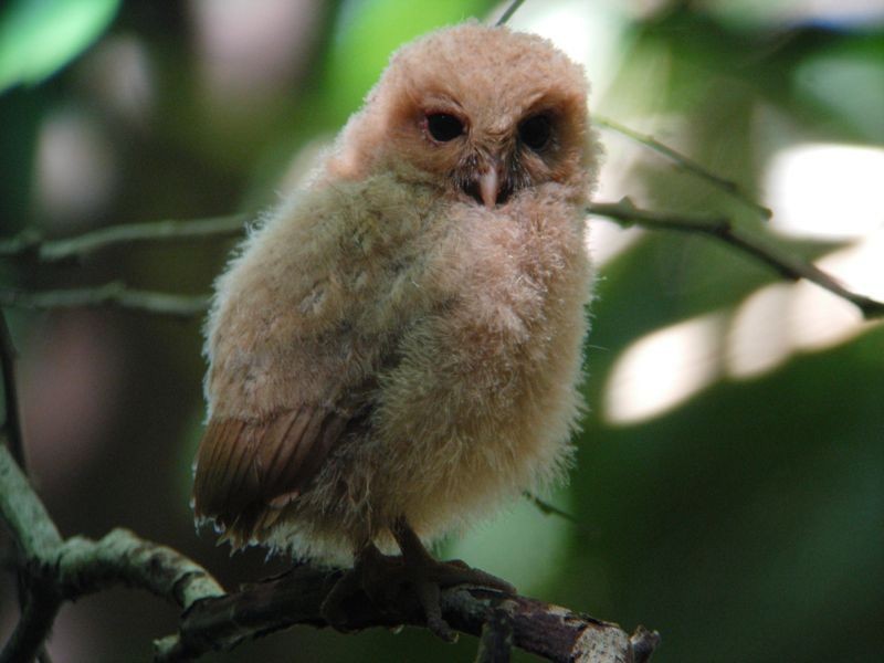 Palau Scops-Owl - ML204901081