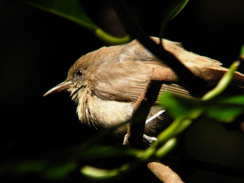 Dusky White-eye - ML204901091