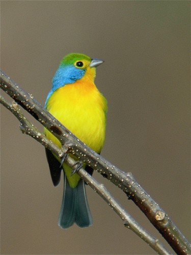 Orange-breasted Bunting - Michael Retter